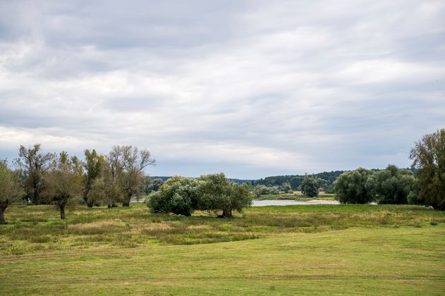 Botanische Wanderungen im Amt Neuhaus - Konauer Deichvorland