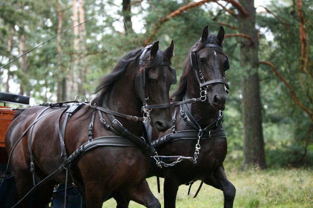 kutschfahrt-im-hoepen-st-8_1, © Schneverdingen Touristik