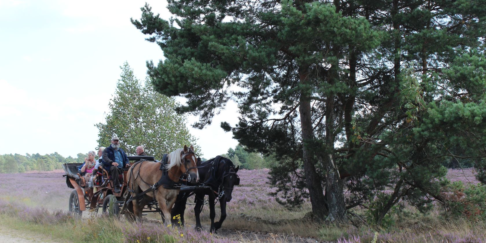 kutschfahrt-in-der-heide-2014-jg-2_2, © Schneverdingen Touristik