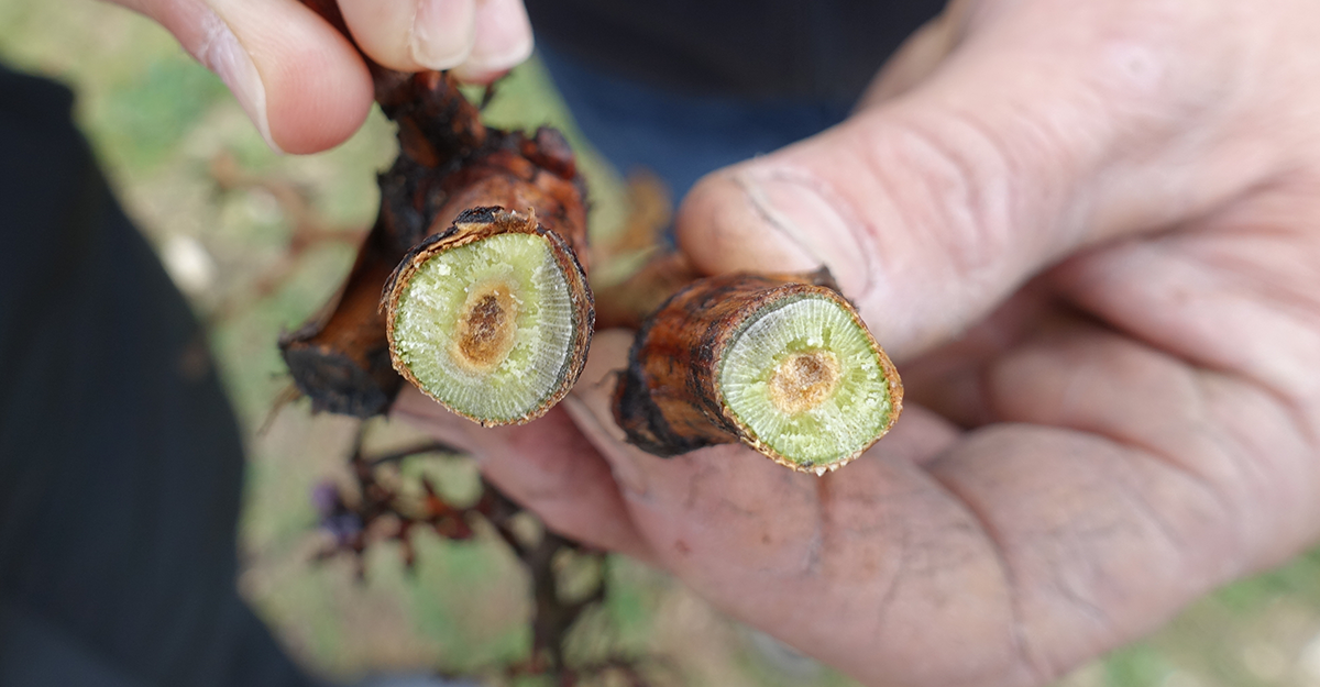 Ein Winzer zeigt den Querschnitt eines Rebstocks