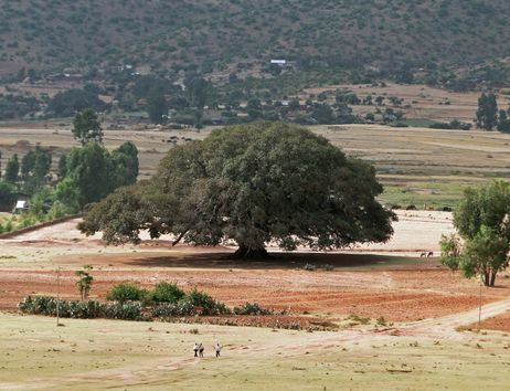 Ein großer Maulbeerfeigenbaum steht in einer weiten, trockenen Landschaft mit Hügeln im Hintergrund.