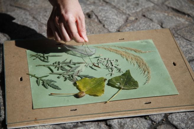 Hand legt Blätter auf ein Fotopapier zum Belichten