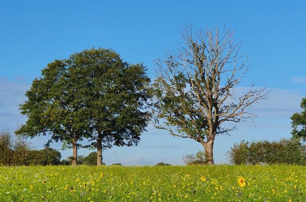 Gutes für die Seele, © © Ursula Kranefuß