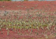 Schutzstation Wattenmeer