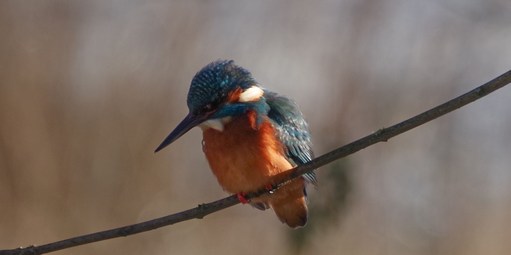 Eisvogel, © Helge Masch