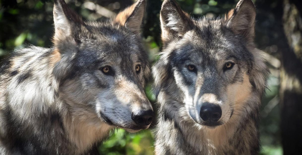 Zwei Wölfe im Wald, die aufmerksam in die Kamera schauen.