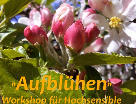  "Aufblühen"-Workshop für Hochsensible am 25. & 26 .April 2026 - Einladung vom Forschungsraum Hochsensibilität www.fr-hsp.de auf einem Bild von Obstblüten