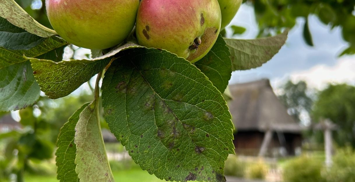 Erntereife Äpfel an einem Baum am Freilichtmuseum Rieck Haus 