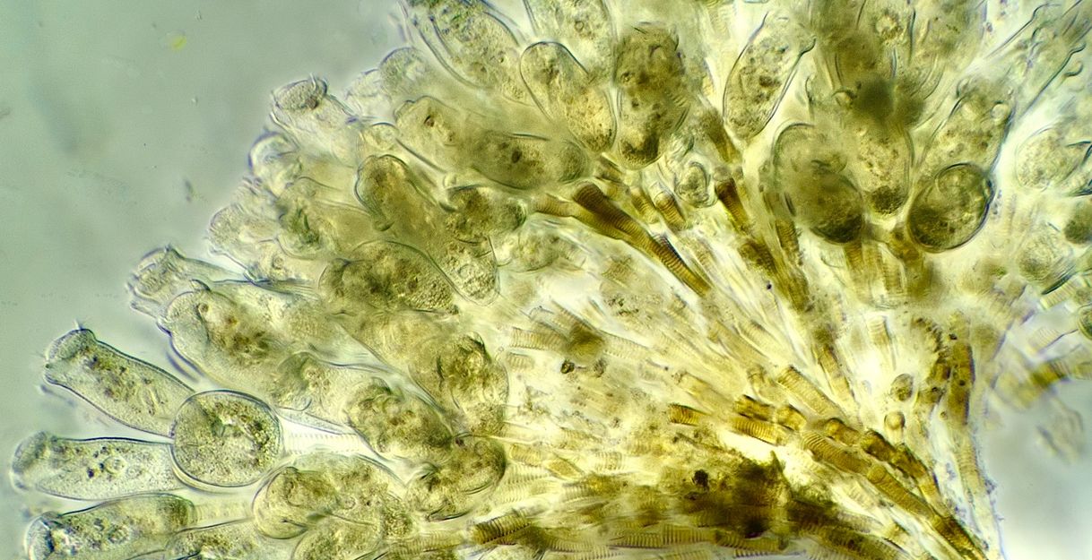 Strauchtierchen, die sich auf einem Hüpferling angesiedelt haben. Man sieht nur die Anheftstelle