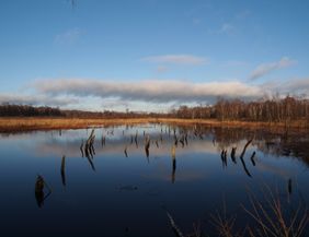 Foto von einem Moor mit viel Wasser und brauner Vegetation