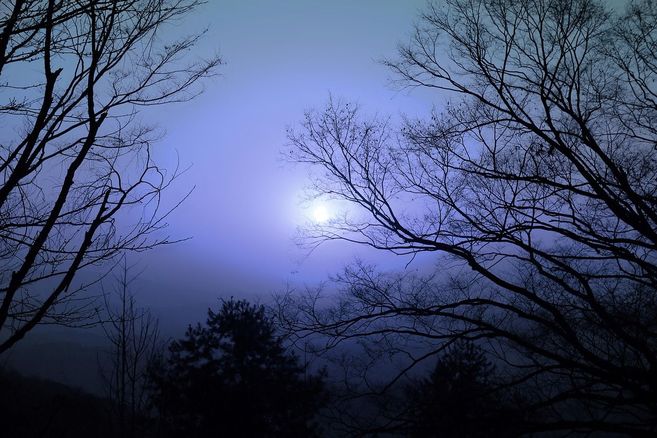 Vollmond hinter kahlen Bäumen in einer nächtlichen Landschaft.