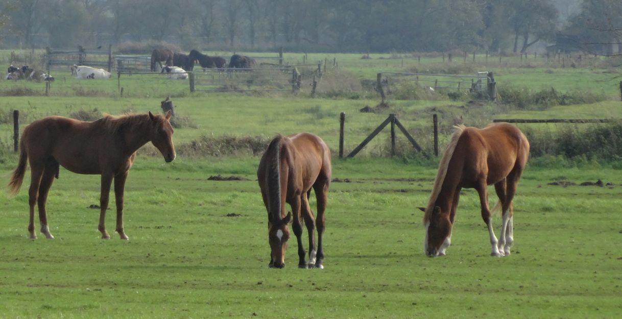 Drei Pferde grasen auf einer grünen Wiese mit Bäumen im Hintergrund.