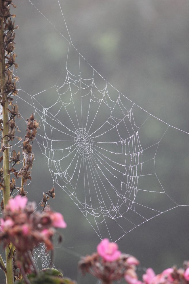 Ein Spinnennetz mit Tautropfen zwischen Pflanzen und rosa Blüten im Vordergrund.