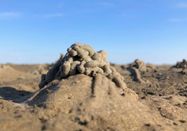 Schutzstation Wattenmeer e.V.