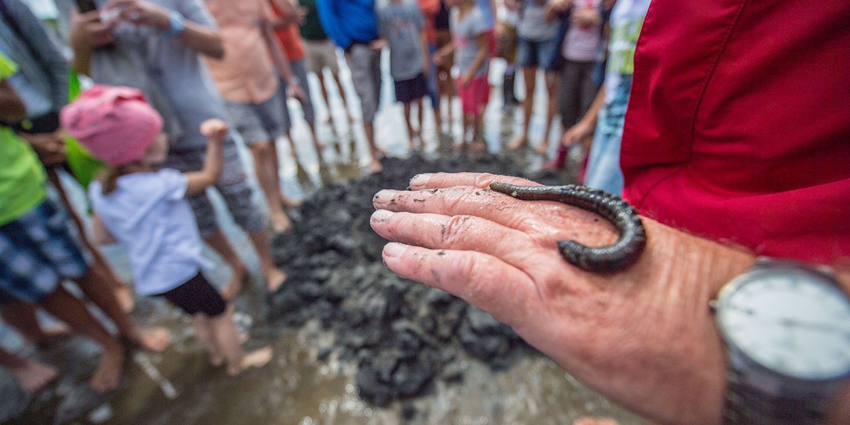 Wattführung für Kinder, © Foto Oliver Franke, foto-oliverxfranke.de