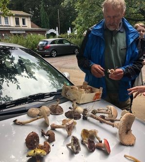 Pilzexperte mit diversen Exemplaren