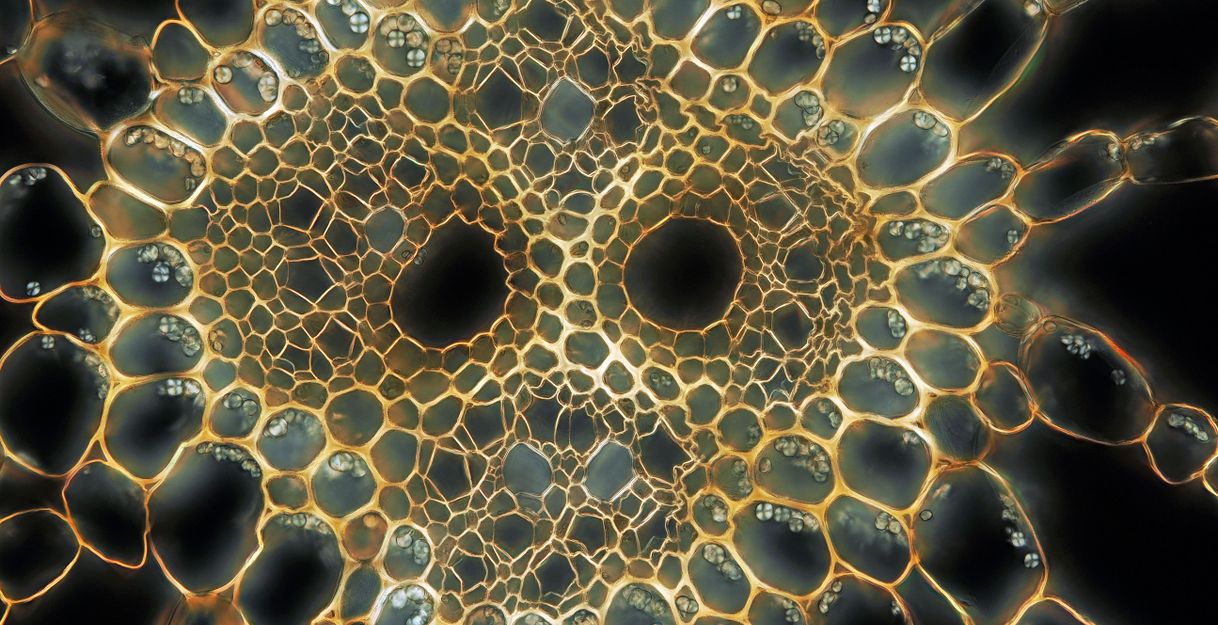 Querschnitt durch eine Wasserpflanze unter dem Mikroskop