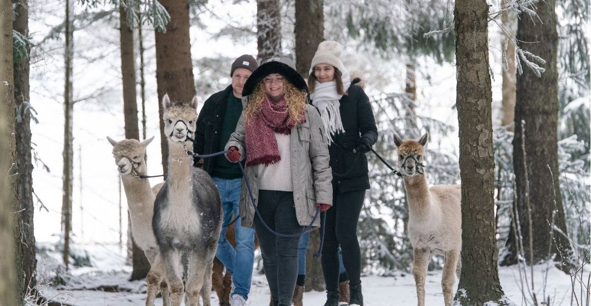 Drei Personen gehen im Schnee mit jeweils einem Alpaka an der Leine spazieren.