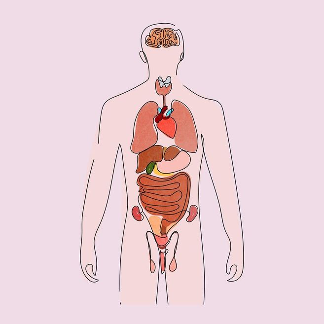Illustration des menschlichen Körpers mit sichtbaren inneren Organen auf rosa Hintergrund.