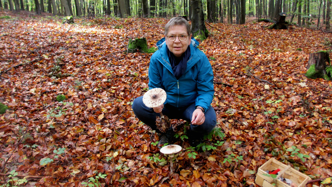 Person im Wald mit Pilzen in der Hand, umgeben von Herbstlaub.