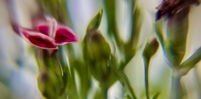Abstrakte Nahaufnahme von Pflanzen mit unscharfen grünen Stängeln und einer roten Blüte.