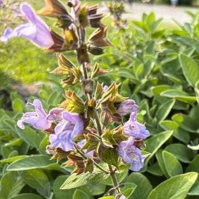 Nahaufnahme von blühendem Salbei mit lila Blüten und grünen Blättern.