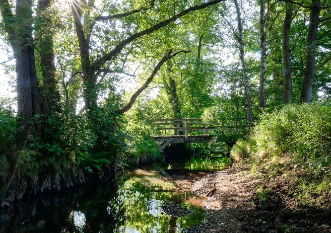 Eine kleine Holzbrücke über einen Bach im Sachsenwald, umgeben von üppigem Grün und Sonnenlicht, das durch die Bäume scheint.