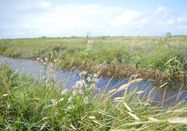 Schutzstation Wattenmeer e. V