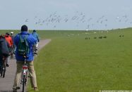 Schutzstation Wattenmeer e.V.