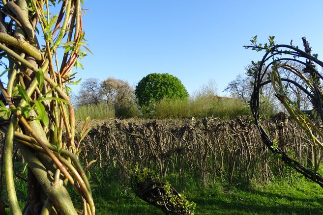Geflochtene Weidenruten rahmen eine grüne Wiese mit Hecke und Bäumen unter blauem Himmel ein.