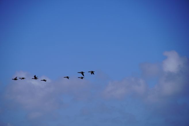 Eine Gruppe von Vögeln fliegt in Formation vor einem blauen Himmel mit einigen Wolken.