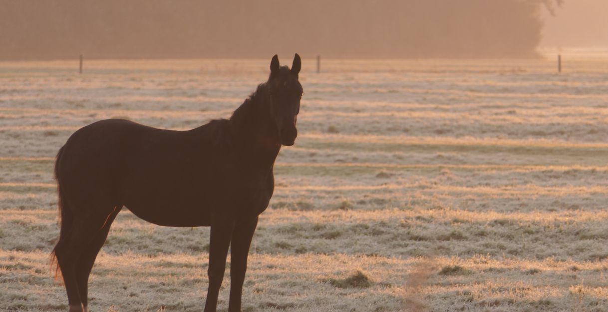 Ein schwarzes Pferd steht auf einer frostigen Wiese im Morgenlicht.