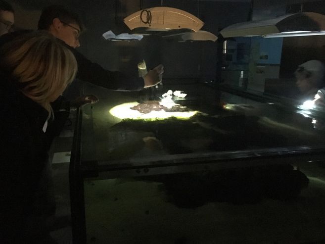 Personen beleuchten ein Aquarium mit Taschenlampen.