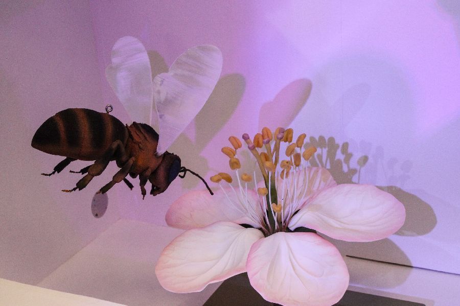 Die Welt der Insekten