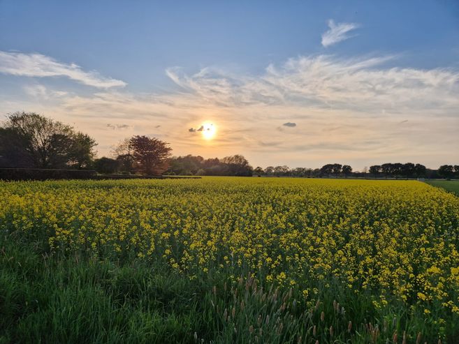 Ein blühendes Rapsfeld bei Sonnenuntergang mit blauem Himmel und vereinzelten Wolken.