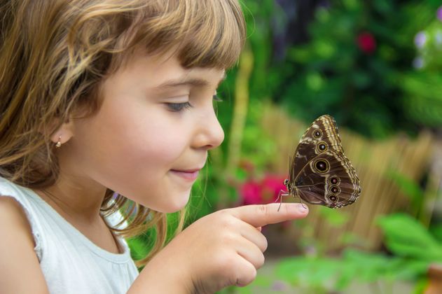 Ein großer Schmetterling sitzt auf dem Zeigefinger eines Kindes. Das Kind sieht den Schmetterling neugierig an.