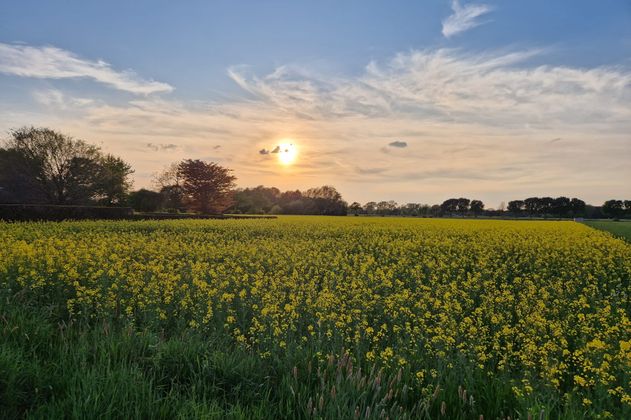 Ein blühendes Rapsfeld bei Sonnenuntergang mit blauem Himmel und vereinzelten Wolken.