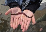 Schutzstation Wattenmeer e.V.