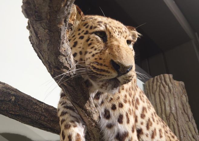 Leopard im Museum der Natur Hamburg - Zoologie