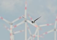 Schutzstation Wattenmeer e.V.