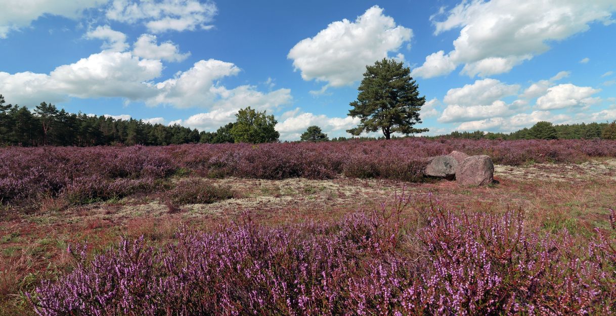 Blühende Heidelandschaft mit lila Heidekraut und vereinzelten Bäumen unter blauem Himmel mit Wolken.