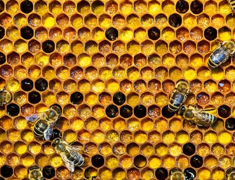 Honigbienen auf einer Wabe