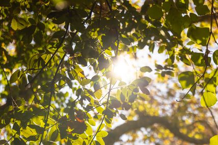 Sonnenlicht scheint durch grüne Blätter eines Baumes.