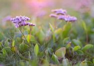 Schutzstation Wattenmeer e. V