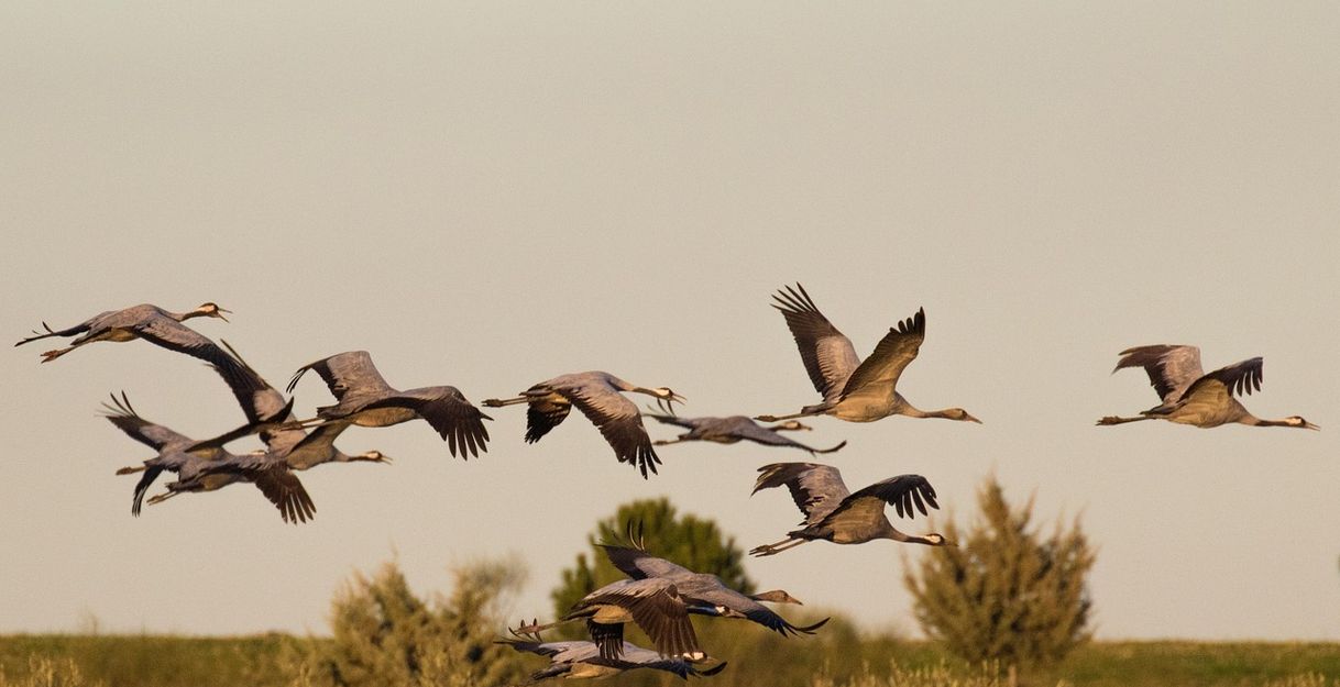 Eine Gruppe von Kranichen fliegt über eine Landschaft mit Bäumen im Hintergrund.