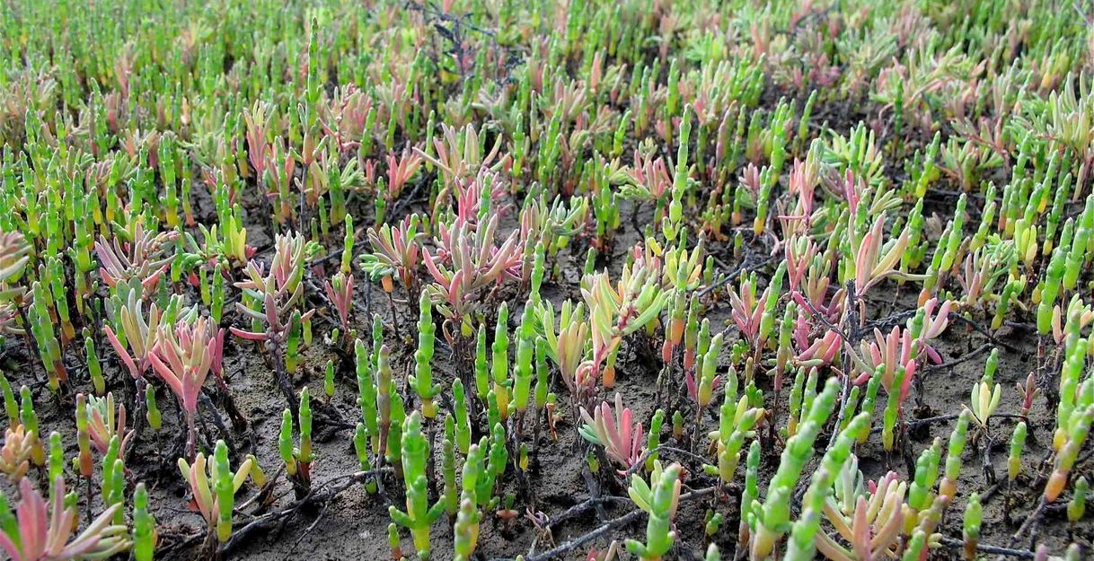 Salzwiesenführung - In Neptuns Vorgarten