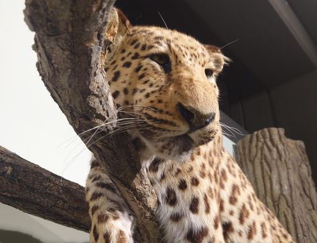 Leopard im Museum der Natur Hamburg - Zoologie