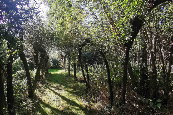 Ein schmaler, sonnendurchfluteter Weg führt durch dichtes Grün und Bäume im Garten.