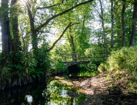 Eine kleine Holzbrücke über einen Bach im Sachsenwald, umgeben von üppigem Grün und Sonnenlicht, das durch die Bäume scheint.
