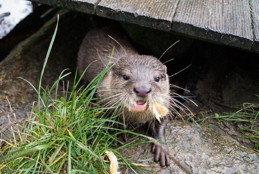 Tierisch viel Spaß